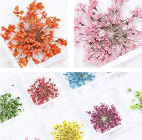 Dried flowers - 12 types (small petals - Ver #2)